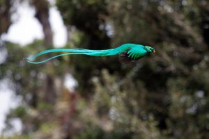 Quetzal Costa Rica