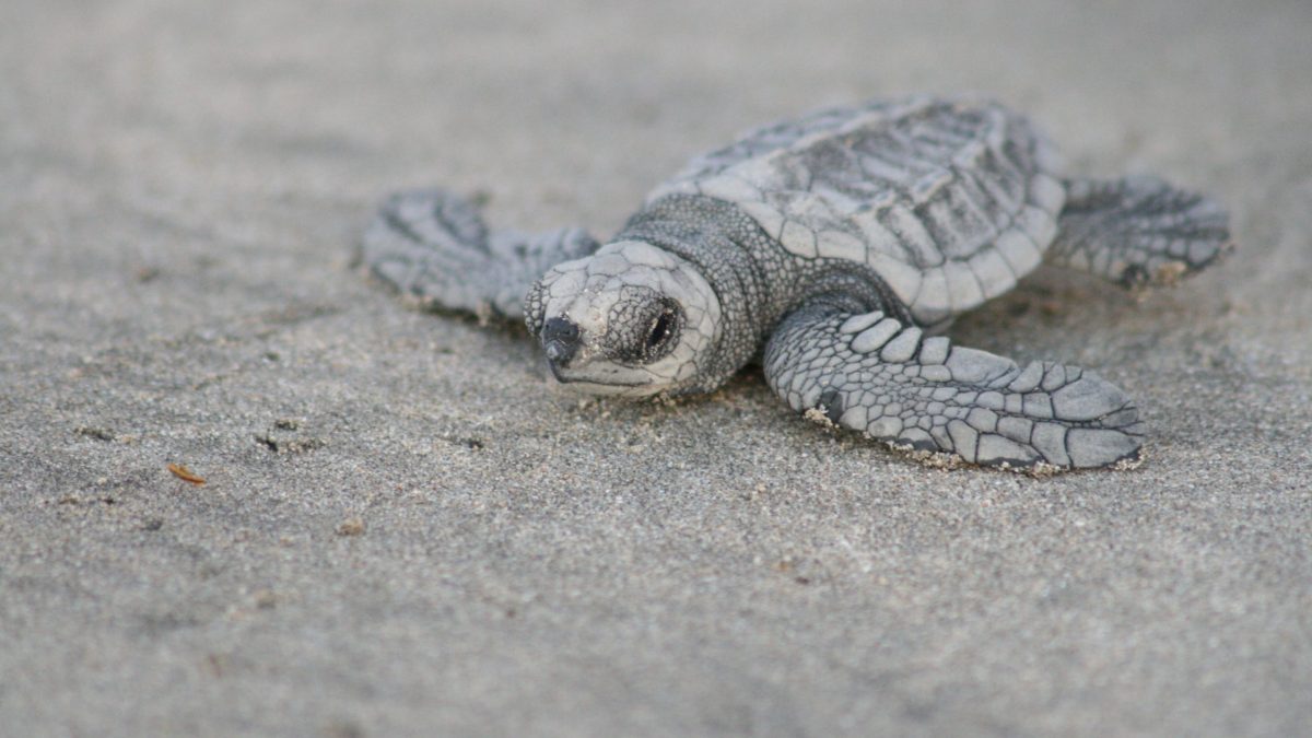 Tortuga Tamarindo